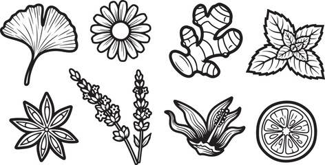 set of Eight medicinal herbs and plants black line art illustration © Nur