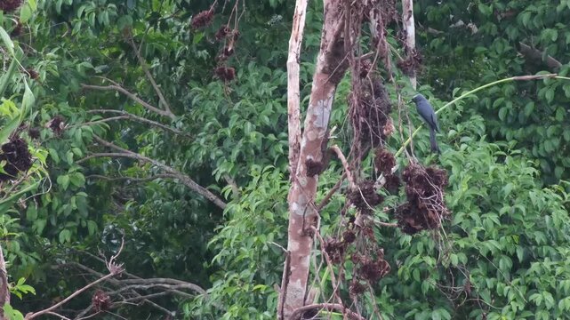 Ashy Drongo Perched on Bamboo Stalk During Rain with Bill Rubbing, Head Movements and Takeoff Flight, Palawan Philippines