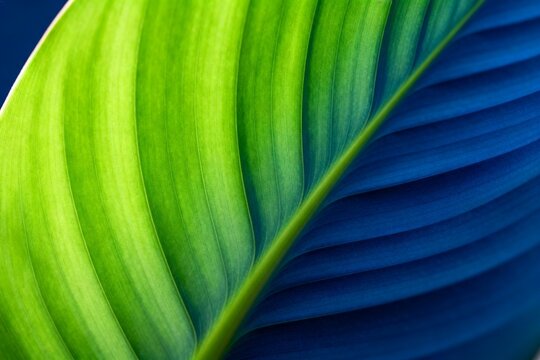 Closeup of a vibrant green and blue leaf
