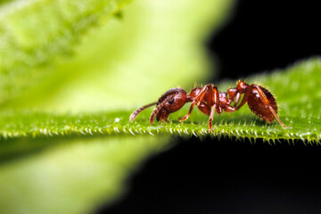 Fototapeta premium Macro shot of a red ant on a green leaf surface. Close-up detail of Myrmica rubra insect anatomy.