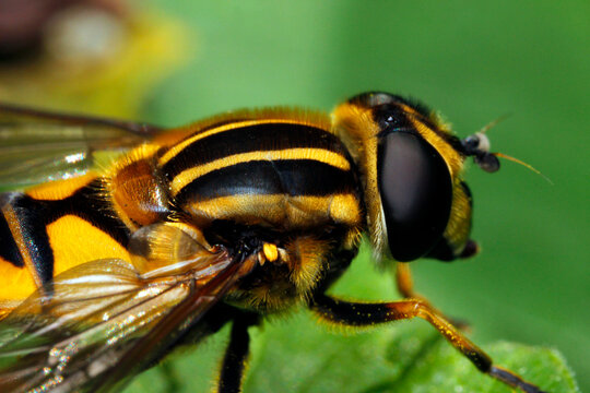 Close-up macro of a hoverfly with large black eyes and yellow stripes. Syrphid fly detail on green foliage background.