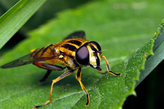 Close-up macro of a hoverfly (Helophilus pendulus) on green leaf. Detailed shot of a bee-mimicking syrphid fly with large compound eyes.
