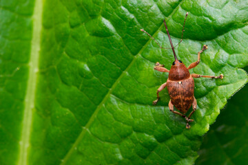 Extreme close-up of a weevil (Curculio glandium) with long snout on green leaf. Detailed macro shot of a beetle feeding on plant foliage. © AlMacro