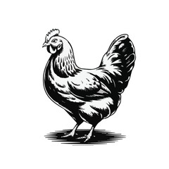 Clean vector art showing a hen with elegant simple details, designed for poultry farming, rural branding, educational materials, and animal icon applications. © primus