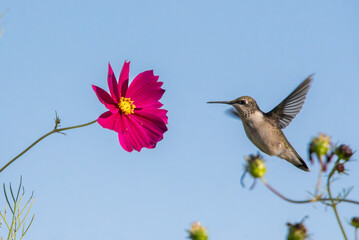 A humming bird approaching a flower © isuflyboy07