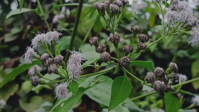Closeup of chromolaena odorata flowers in a natural outdoor setting