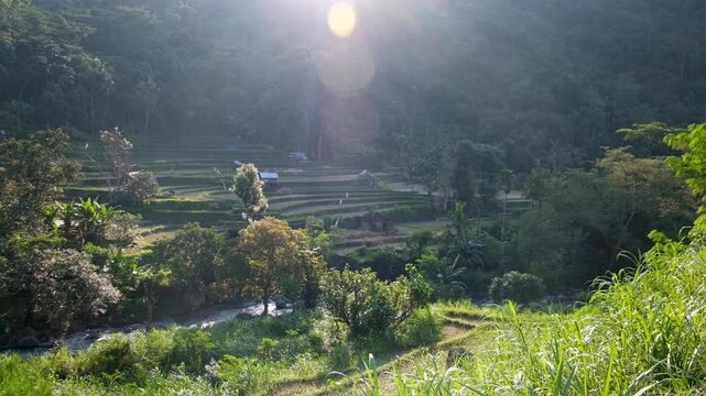 Balinese rural terraced farm green landscape in Amed on tropical island of Bali, Indonesia