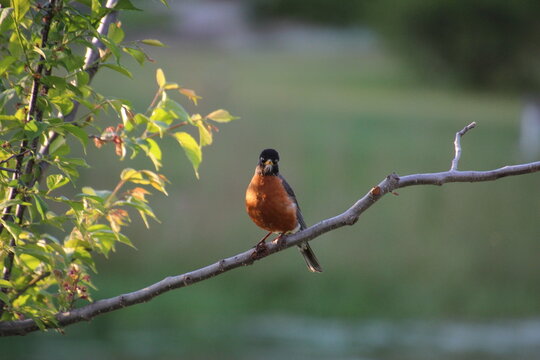 robin on a branch