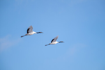 Fototapeta premium Two red-crowned cranes flying in a clear blue sky in Hokkaido / 青空を飛ぶ2羽の丹頂鶴