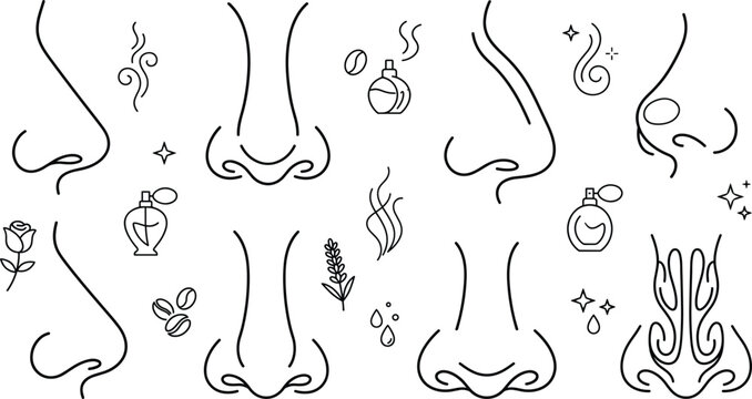 Human nose smelling sense vector icon set with perfume bottle aroma smoke flowers coffee and anatomy line art elements