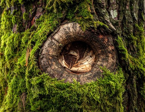 A close-up of a tree trunk with a knothole surrounded by vibrant green moss
