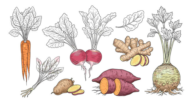 Detailed botanical sketches showcase various root vegetables including carrots beets sweet potatoes ginger and celery root with leaves.