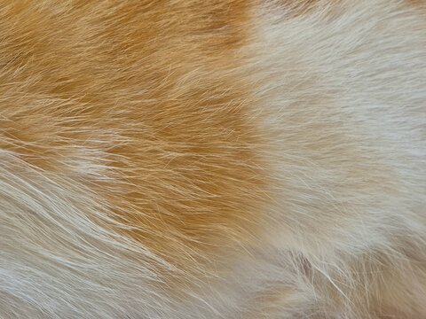 Macro Texture Background of Soft Orange Ginger and White Cat Fur