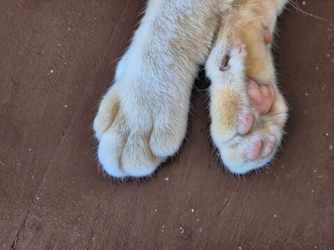 Close up View of Polydactyl Cat Paws with Extra Toes and Cute Pink Toe Beans