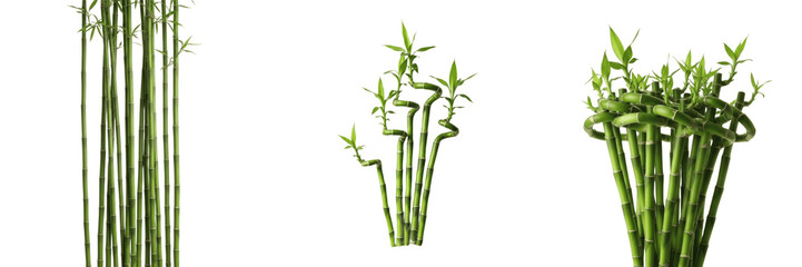 Obraz premium Set of Three Decorative Lucky Bamboo Plants Isolated on White Background, Realistic Green Bamboo Stalks and Foliage PNG Clipart for Zen Spa, Interior Design, Eco-Friendly Branding, and Wellness Concep