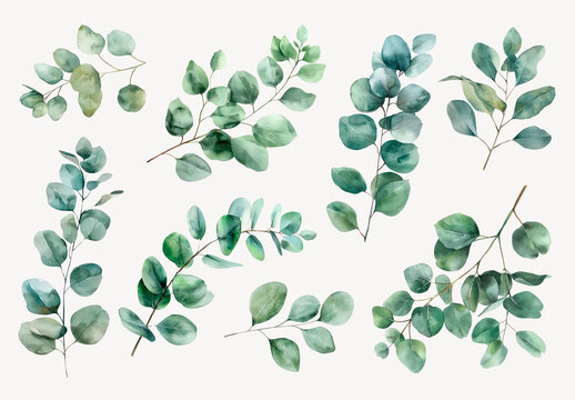 Watercolor Eucalyptus Leaves Illustration Element Design Set