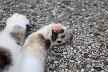 Closeup of a fluffy cat paw lying on the floor. © Sukrita