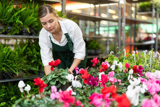 Shop woman employee in apron works at wholesale plant warehouse, sorting and inspecting goods. Indoor and outdoor plants, gardening products, blooming cyclamen blossom in assortment, various colors..