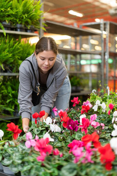 Female shopper selects cyclamen flowers at a flower shop