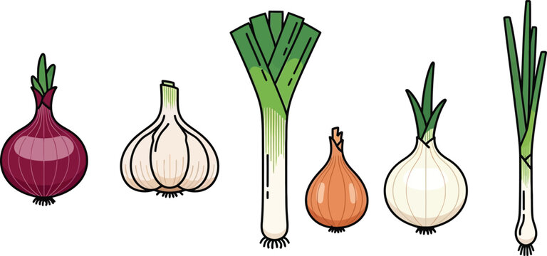 Various allium vegetables like red onion garlic leek and spring onion illustrated in a clean vector cartoon style perfect for healthy eating and cooking-related designs