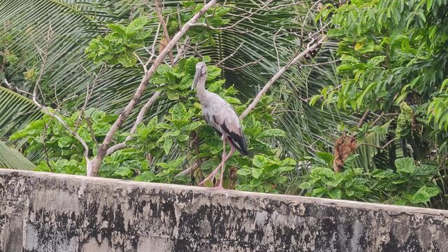 Wild Asian Openbill stork Anastomus oscitans perched on weathered concrete wall observing surroundings with tropical foliage background