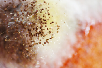 Macro shot of brown fungus or spores growth on rotten persimmon fruit © taffpixture