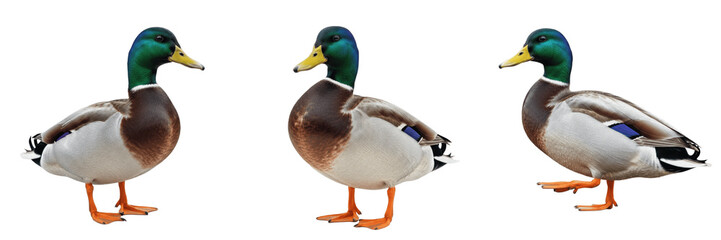 Fototapeta premium Set of Realistic Male Mallard Ducks in Various Poses - Detailed Wild Birds with Green Heads Isolated on White Background for Wildlife, Nature, and Farm Design - High-Quality Transparent PNG Images