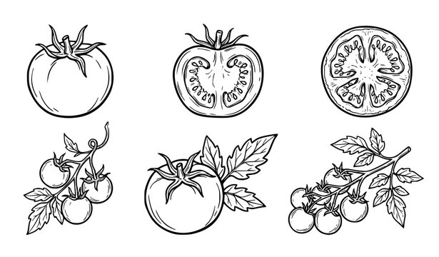 Tomato Vegetable Sketch Doodle Hand Drawn Icon Set Outline Vector Illustration Collection