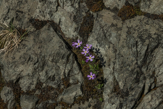 Primula mistassinica arctic alpine primrose Canadian Shield rocks