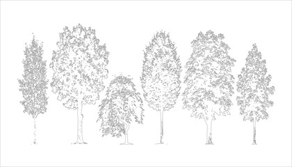 Group of sketched trees with fine details on transparent background vector illustration. © SJB studio