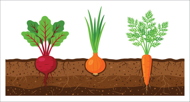 Beet onion and carrot growing in soil vector illustration