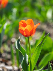 Naklejka premium Colorful red tulips blossom in spring garden