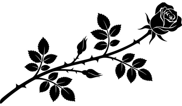 Minimal black rose branch silhouette vector with floral stem, thorns, leaves and closed buds for romantic tattoo and decorative design element on white background