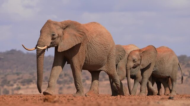 Large Family Group of African Elephants Traveling Across Dry Plains