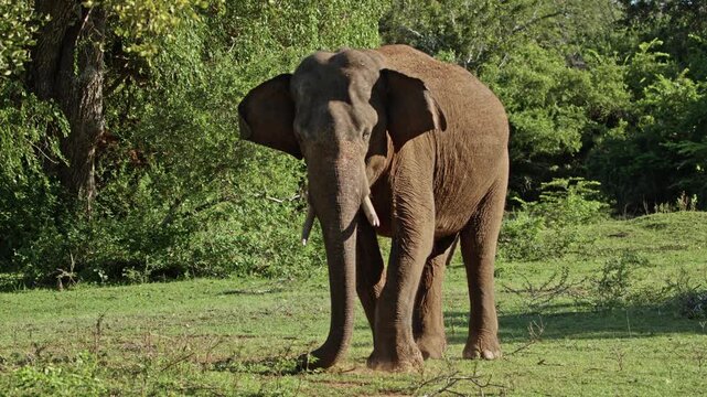 A wild Asian elephant feeds on fresh grass while using its foot to kick and loosen the earth in a natural grassland habitat. The elephant calmly forages in the open wilderness, showing authentic anima