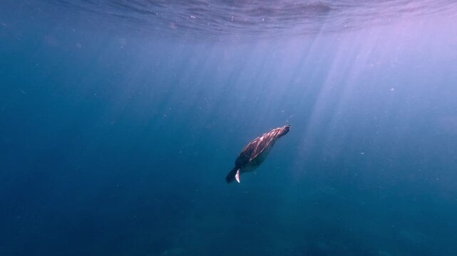 Tracking shot to a green sea turtle (Chelonia mydas) descending to the deep blue water bathed in gentle rays of sunlight from the surface in Dauin, Negros Island Region, Philippines
