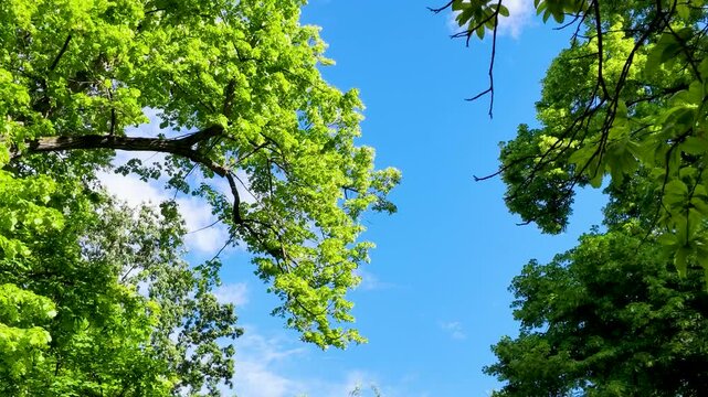 Low Angle View of Lush Green Tree Canopy Against Blue Sky
