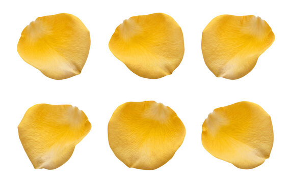 Yellow rose petals scattered on transparent background