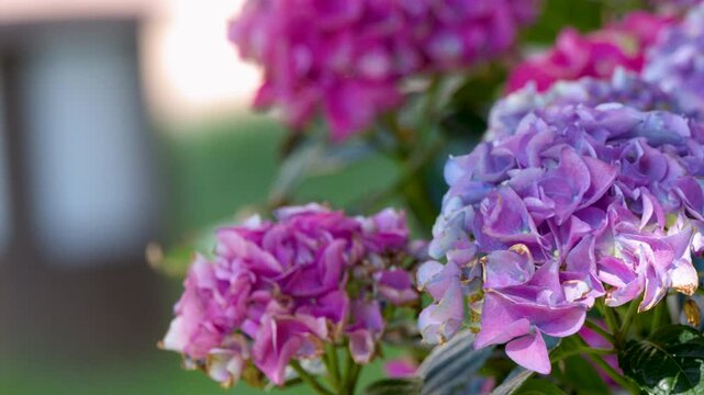Close Up of Purple and Pink Hydrangea Macrophylla Flowers in Garden