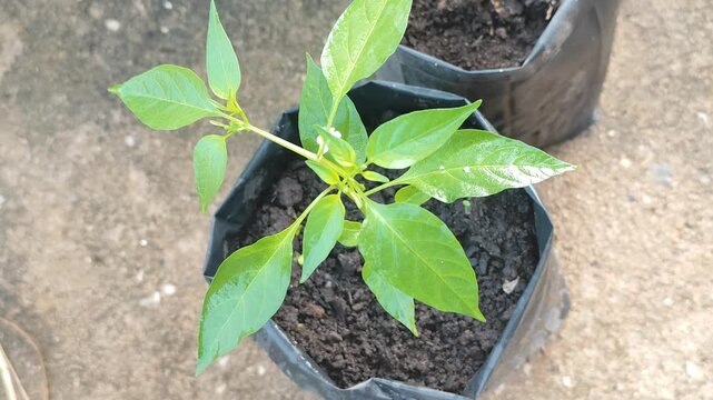 Top-down close-up view of a fresh young green chili pepper seedling with water droplets on its leaves growing in a black polybag, organic urban gardening concept