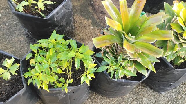 Outdoor panning shot of a variety of young organic plants including chili, celery, tropical pineapple, and citrus growing in black polybags, urban home gardening nature concept