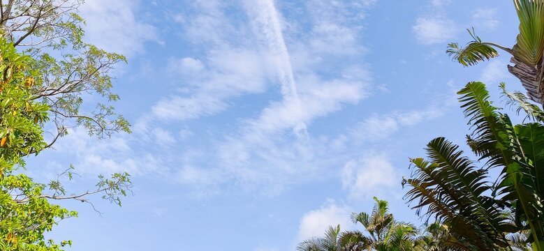 Low angle view of beautiful blue sky and white clouds framed by lush green tropical trees.