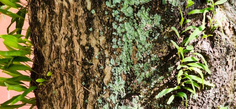 Close-up of tree bark texture with green lichen and small parasitic fern leaves.