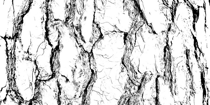 Tree bark texture high contrast black and white pattern isolated on transparent background
