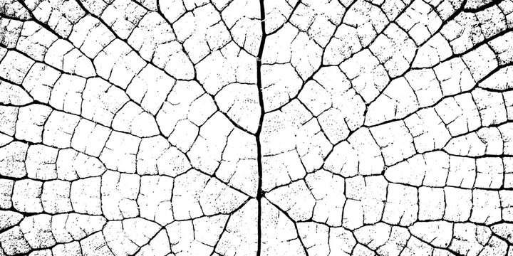 Macro leaf vein structure, intricate botanical pattern with high contrast black and white lines, organic network texture isolated on transparent background