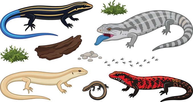 Skink Species Vector Illustration Featuring Blue‑Tail, Gray, Beige, Red, Brown Variations with Grass, Wood, and Rocks