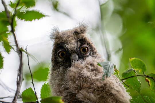 Young juvenile Long-eared Owl (Asio otus) sitting on a branch in a wild forest during spring, close-up portrait of a chick with downy feathers.