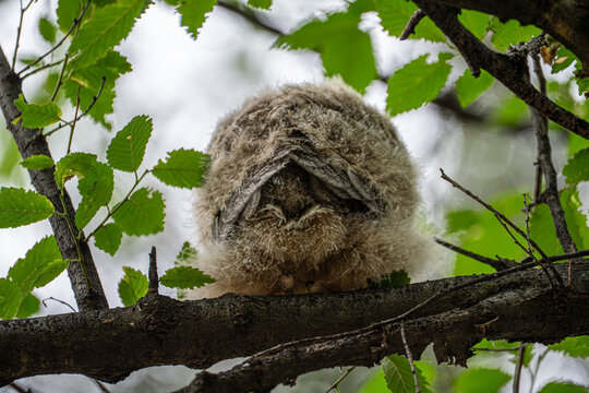 A fluffy long-eared owl chick (Asio otus) peacefully sleeping on a tree branch, captured from a unique low angle back view.