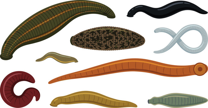 Worm and Leech Species Vector Illustration Featuring Brown, Green, Orange, Black, and Gray Variations with Segmented Forms