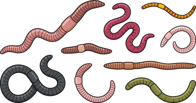 Worm Species Vector Illustration Featuring Brown, Pink, Red, Orange, Black, and Green Variations with Segmented Bodies